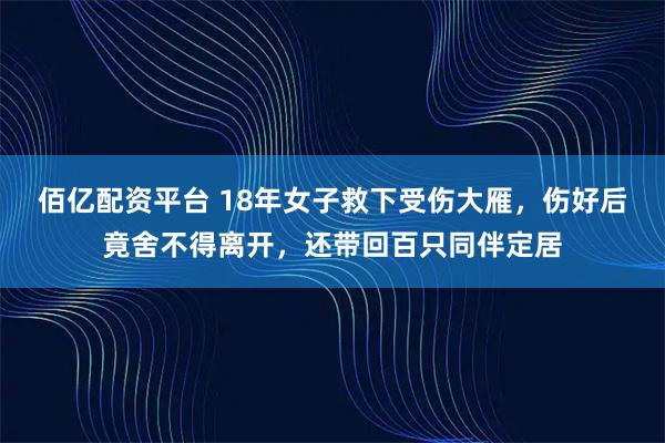 佰亿配资平台 18年女子救下受伤大雁，伤好后竟舍不得离开，还带回百只同伴定居