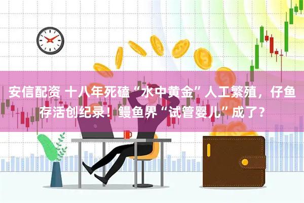 安信配资 十八年死磕“水中黄金”人工繁殖，仔鱼存活创纪录！鳗鱼界“试管婴儿”成了？